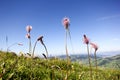 Alps flora: hoary plantain, Plantago media