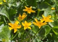 Alps flora: kingcup; marsh-marigold Caltha palustris