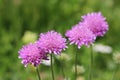 Alps flora: Pink mist (Scabiosa columbaria)