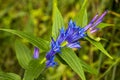 Alps flora: willow gentian Gentiana asclepiadea