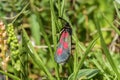 Alps, Grossglockner, Slender Scotch Burnet