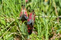 Alps, Grossglockner, Slender Scotch Burnet