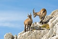 Alps ibex