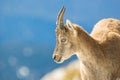 Alps ibex