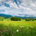 Alps meadow summer view Royalty Free Stock Photo