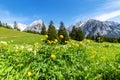 Alps view with yellow flowers. Summer mountain landscape