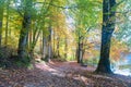 Alpsee in Fall