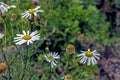 Already the daisies are fading and the petals are falling off