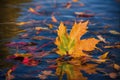 Already yellowed maple leaves in late autumn, forest in late autumn, yellow leaves in water in the rain, late autumn background Royalty Free Stock Photo