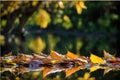 Already yellowed maple leaves in late autumn, forest in late autumn, yellow leaves in water in the rain, late autumn background Royalty Free Stock Photo