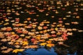 Already yellowed maple leaves in late autumn, forest in late autumn, yellow leaves in water in the rain, late autumn background Royalty Free Stock Photo