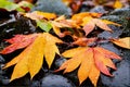 Already yellowed maple leaves in late autumn, forest in late autumn, yellow leaves in water in the rain, late autumn background Royalty Free Stock Photo