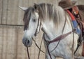 Als Westernpferd bezeichnet man nordamerikanische Pferderassen Royalty Free Stock Photo