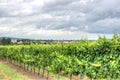 Alsace landscape and vinewyard