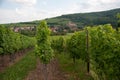 Alsace landscape and vinewyard