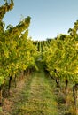 Alsace vineyard Royalty Free Stock Photo
