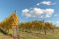 Alsace vineyard in autumn with yellow leaves. Royalty Free Stock Photo