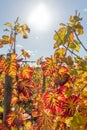 Alsace vineyard in autumn with yellow leaves. Royalty Free Stock Photo