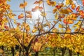 Alsace vineyard in autumn with yellow leaves. Royalty Free Stock Photo