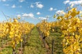 Alsace vineyard in autumn with yellow leaves. Royalty Free Stock Photo