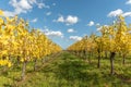 Alsace vineyard in autumn with yellow leaves. Royalty Free Stock Photo