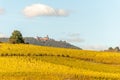 Alsace vineyard in autumn with yellow leaves. Royalty Free Stock Photo