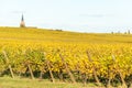 Alsace vineyard in autumn with yellow leaves. Royalty Free Stock Photo