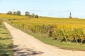 Alsace vineyard in autumn with yellow leaves. Royalty Free Stock Photo