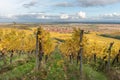 Alsace vineyard in autumn with yellow leaves. Royalty Free Stock Photo