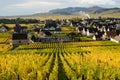 Alsace wineyard