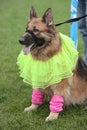 Alsatian in ballet dancing fancy dress