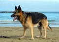 Alsatian on the beach