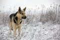 Alsatian dog Royalty Free Stock Photo