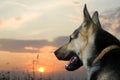 Alsatian dog Royalty Free Stock Photo