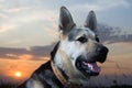 Alsatian dog Royalty Free Stock Photo