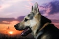 Alsatian dog Royalty Free Stock Photo