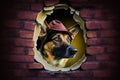 An alsatian dog in the alcove of a brick wall, generative Ai