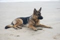 Alsatian dog laying on a beach Royalty Free Stock Photo