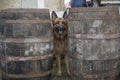 Alsatian dog peering from between two wooden barrels Royalty Free Stock Photo