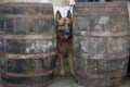 Alsatian dog peering from between two wooden barrels Royalty Free Stock Photo