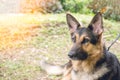 Alsatian dog in police k-9 unit Royalty Free Stock Photo