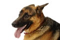 Alsatian - German Sheperd Dog