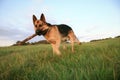 The Alsatian ( German Shepherd Dog ) is fetching Royalty Free Stock Photo