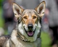 Alsatian or German shepherd husky cross portrait of face. Royalty Free Stock Photo