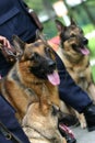 Alsatian police dogs Royalty Free Stock Photo