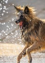 Alsatian puppy dog German Shepherd looking ferocious bearing teeth trying to attack with sharp canine teeth Royalty Free Stock Photo