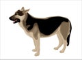 Alsatian shepherd Royalty Free Stock Photo