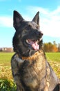 Alsatian shepherd in the fields Royalty Free Stock Photo