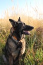Alsatian shepherd in the fields during the summer Royalty Free Stock Photo