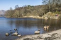 Alsatian at the shore of Lake Grasmere in the Lake District, Cumbria, England. Royalty Free Stock Photo